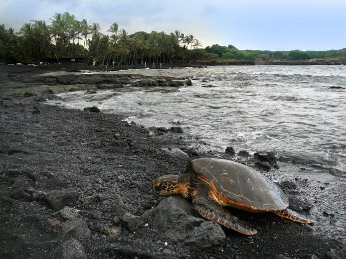 Turtle on Black Sand Beach