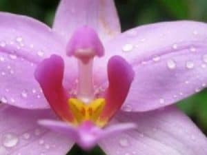 Pana'ewa Rainforest orchids