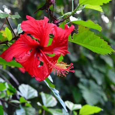 red Hawaiian Hibiscus flower