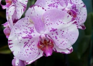 Akatsuka Orchid Gardens, Hawaii