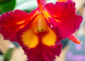 Akatsuka Orchid Gardens, Hawaii