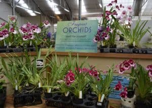 Akatsuka Orchid Garden