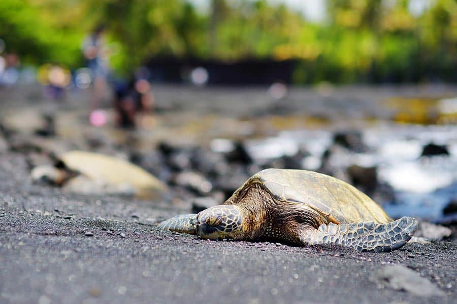 Hawaiian green turtles relaxing at Punaluu Black Sand Beach on the Big Island of Hawaii USA