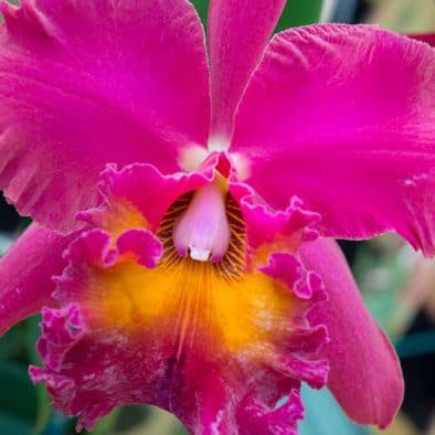 pink cattleya orchid