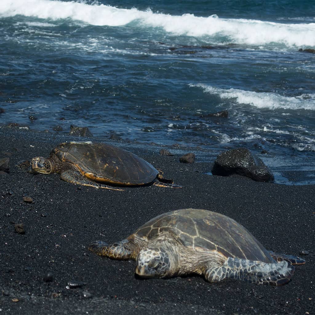 Fun fact about Volcano, HI: Black sand beach is within driving distance and you can occasionally see turtles just like in the picture