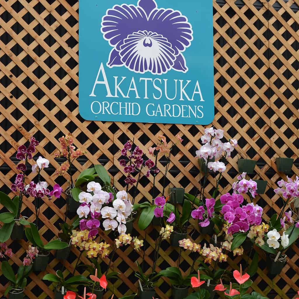 Volcano Travel Guide: visit Akatsuka Orchid Gardens