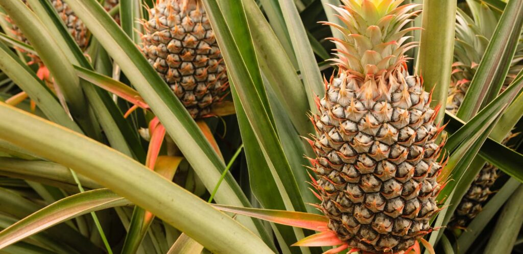 Pineapple plantation, good for the eyes and taste. You will want to visit one while staying at our Volcano Bed & Breakfast.