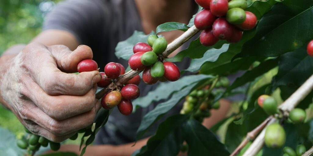 Fresh coffee beans picked up from the farm. Experience this process while staying at out Volcano B&B.