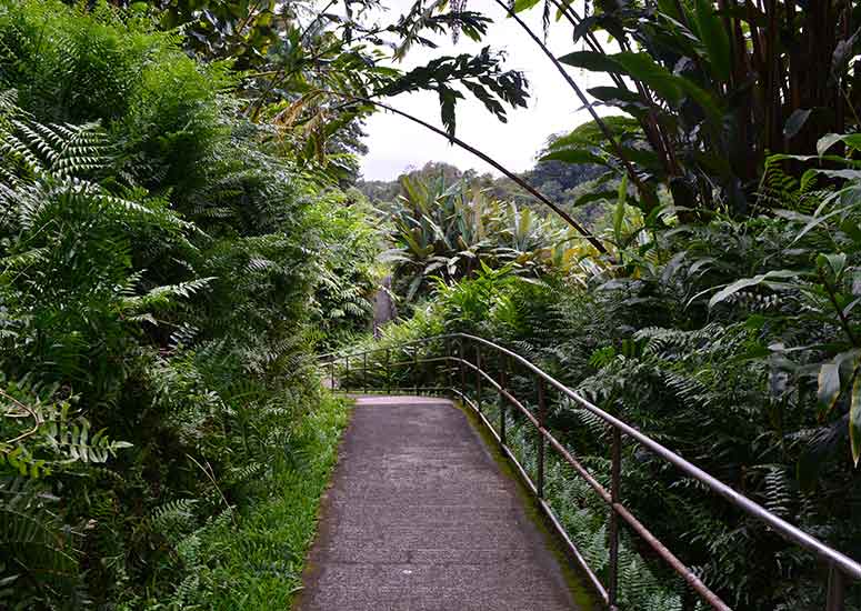 cement pathway trail to akaka falls