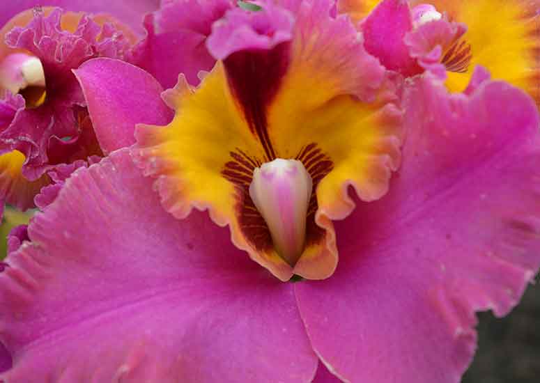 orchid of Hawaii