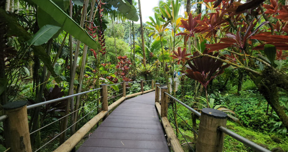 beautiful tropical garden in Big Island, Hawaii