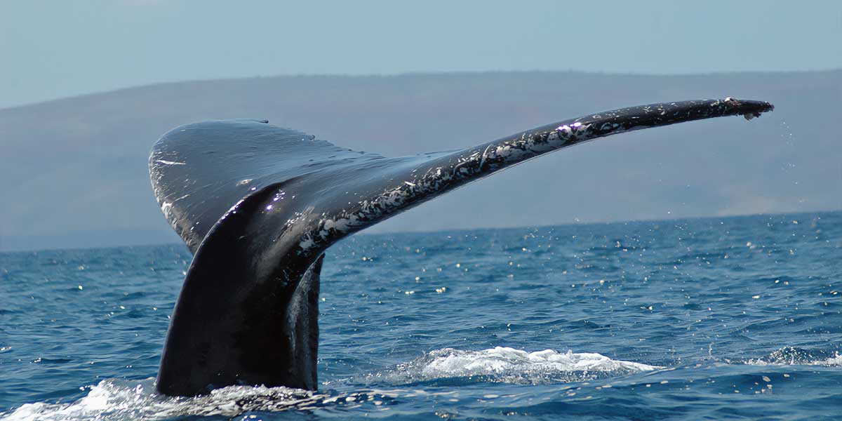 tail of a whale as seen on the surface of the water while whale watching hawaii