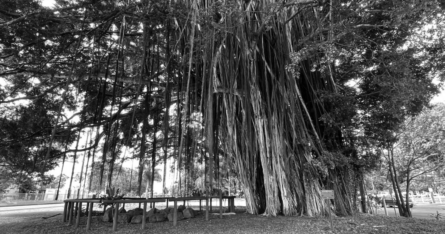 Banyon Trees in Hilo