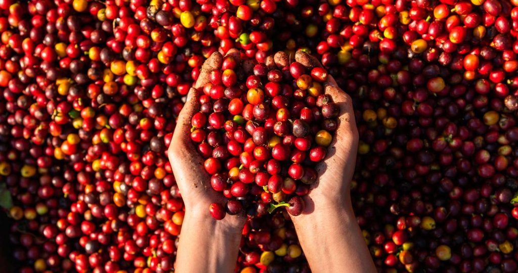 Hand holding dried berries coffee beans