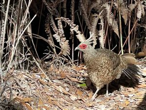 A Kalij Pheasant, a Hawaiian bird on the grounds of Volcano Village Lodge