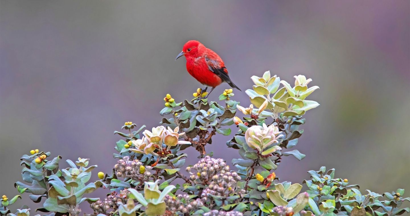 A red native hawaiian bird perched on a tree at Hawaii Volcanoes National Park