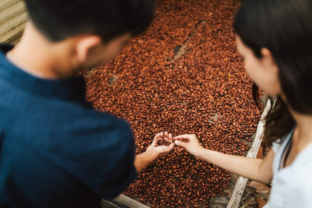 A couple looking at cocoa beans during a chocolate farm tour on the Big Island
