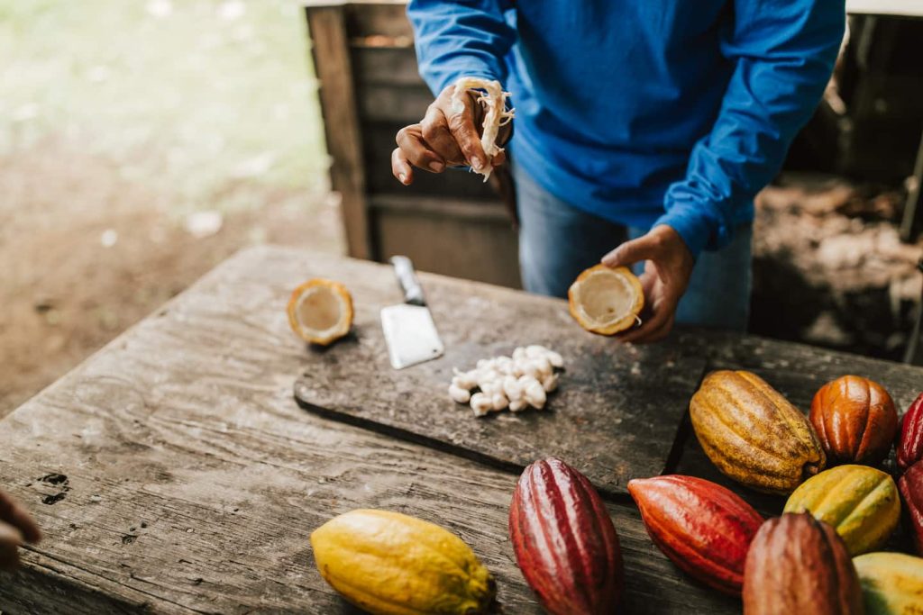 A man showing the different parts of the cacao pod during a chocolate farm tour on the Big Island