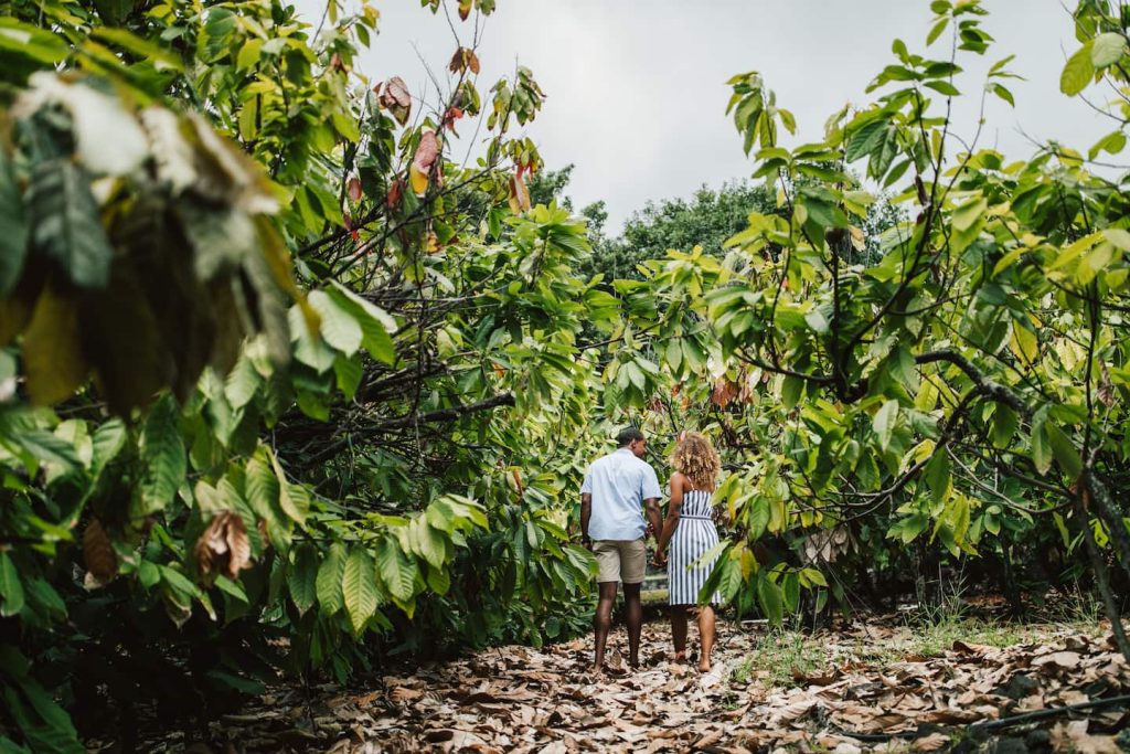 A couple walking past Hawaiian coca trees during a chocolate farm tour on the Big Island