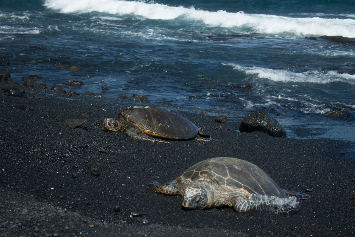 Sea turtles basking in the sun on a black sand beach in Hawaii