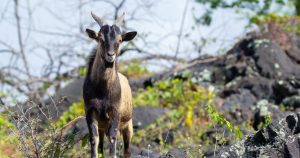 A wild goat on the Big Island, one of many invasive animals in Hawaii