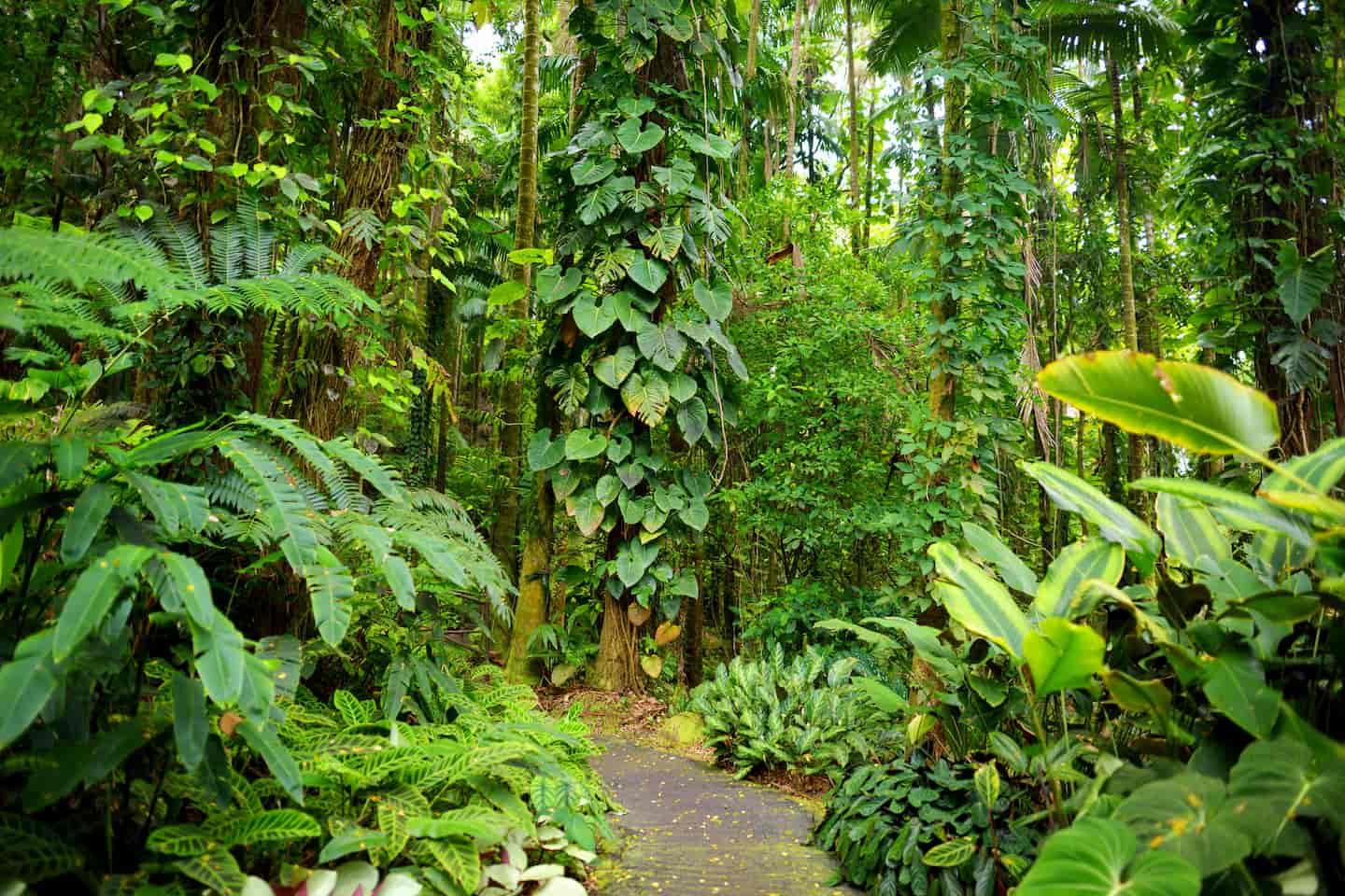 Big Island rainforest, one of many different Hawaii climates